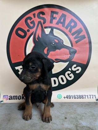 DOBERMAN EUROPEAN