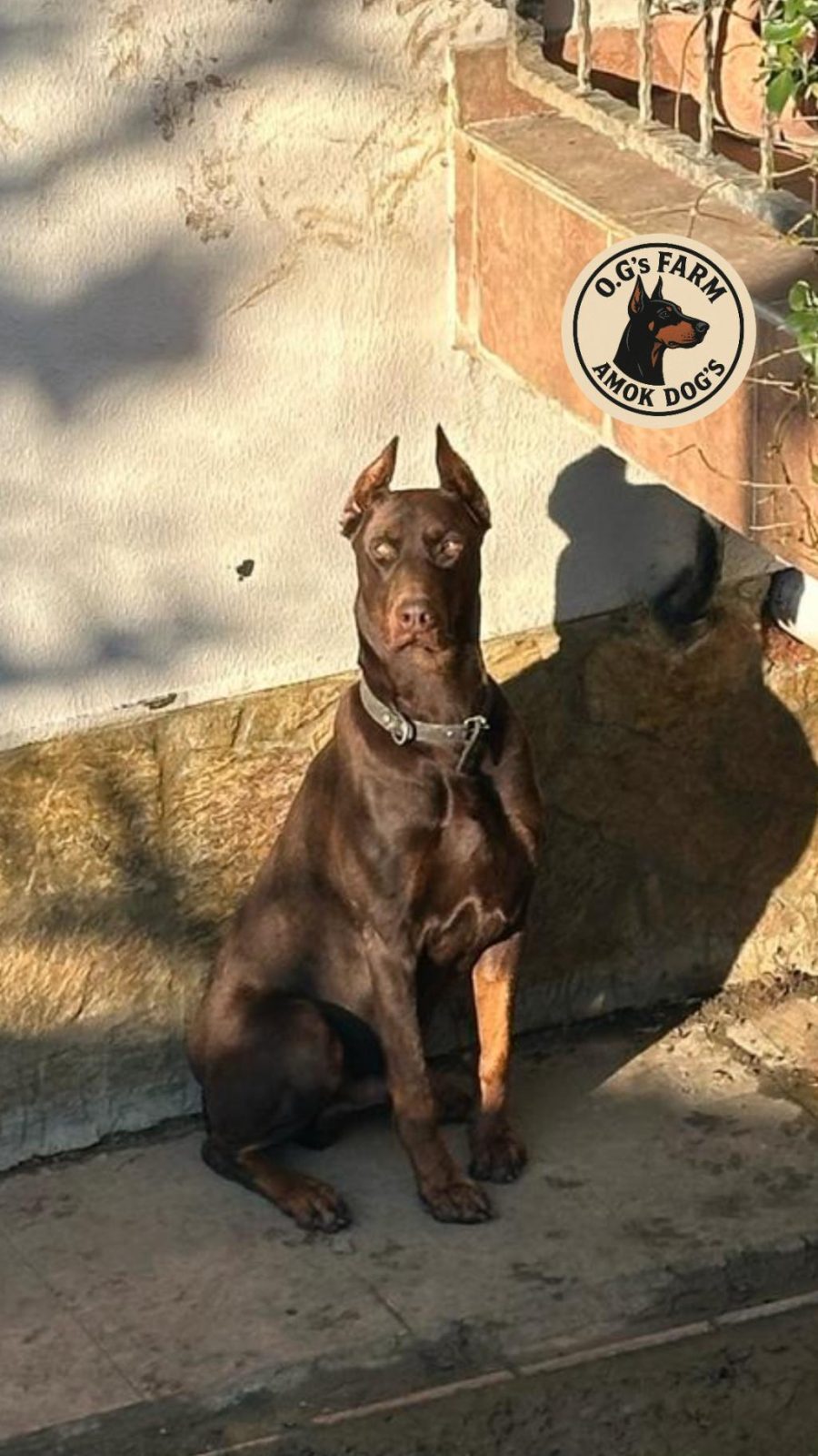 DOBERMAN EUROPEAN