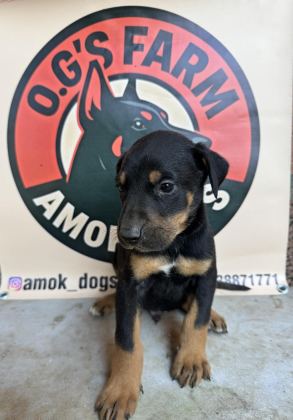 DOBERMAN EUROPEAN