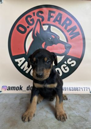 DOBERMAN EUROPEAN