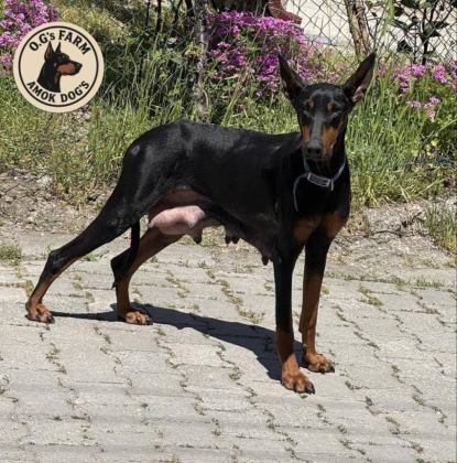 DOBERMAN EUROPEAN