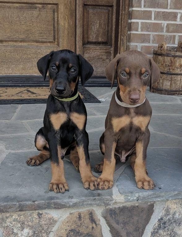 IRK VE SAĞLIK GARANTİLİ DOBERMAN YAVRULARIMIZ