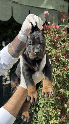 ŞECERESİZ BLACK TAN 30 GÜNLÜK ÖZEL DOBERMAN YAVRUSU