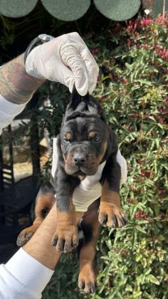 ŞECERESİZ BLACK TAN 30 GÜNLÜK ÖZEL DOBERMAN YAVRUSU
