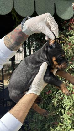ŞECERESİZ BLACK TAN 30 GÜNLÜK ÖZEL DOBERMAN YAVRUSU