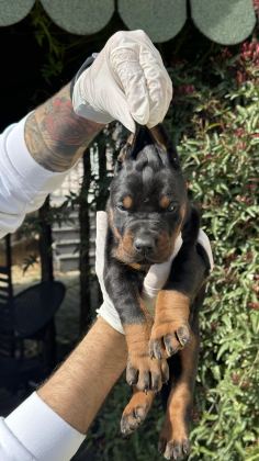 ŞECERESİZ BLACK TAN 30 GÜNLÜK ÖZEL DOBERMAN YAVRUSU