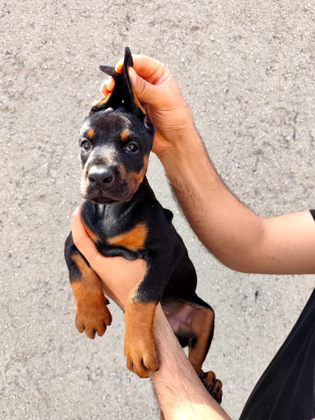 ANNE BABA FCİ KİF A ŞECERE DOBERMAN YAVRULARI