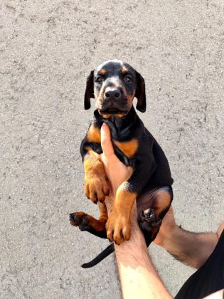ANNE BABA FCİ KİF A ŞECERE DOBERMAN YAVRULARI