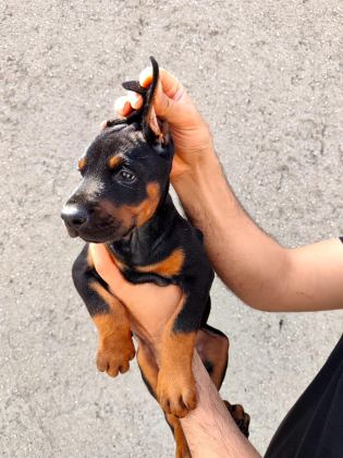 ANNE BABA FCİ KİF A ŞECERE DOBERMAN YAVRULARI