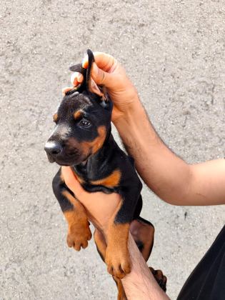 ANNE BABA FCİ KİF A ŞECERE DOBERMAN YAVRULARI