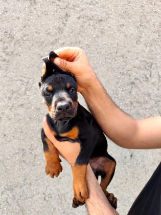 ANNE BABA FCİ KİF A ŞECERE DOBERMAN YAVRULARI