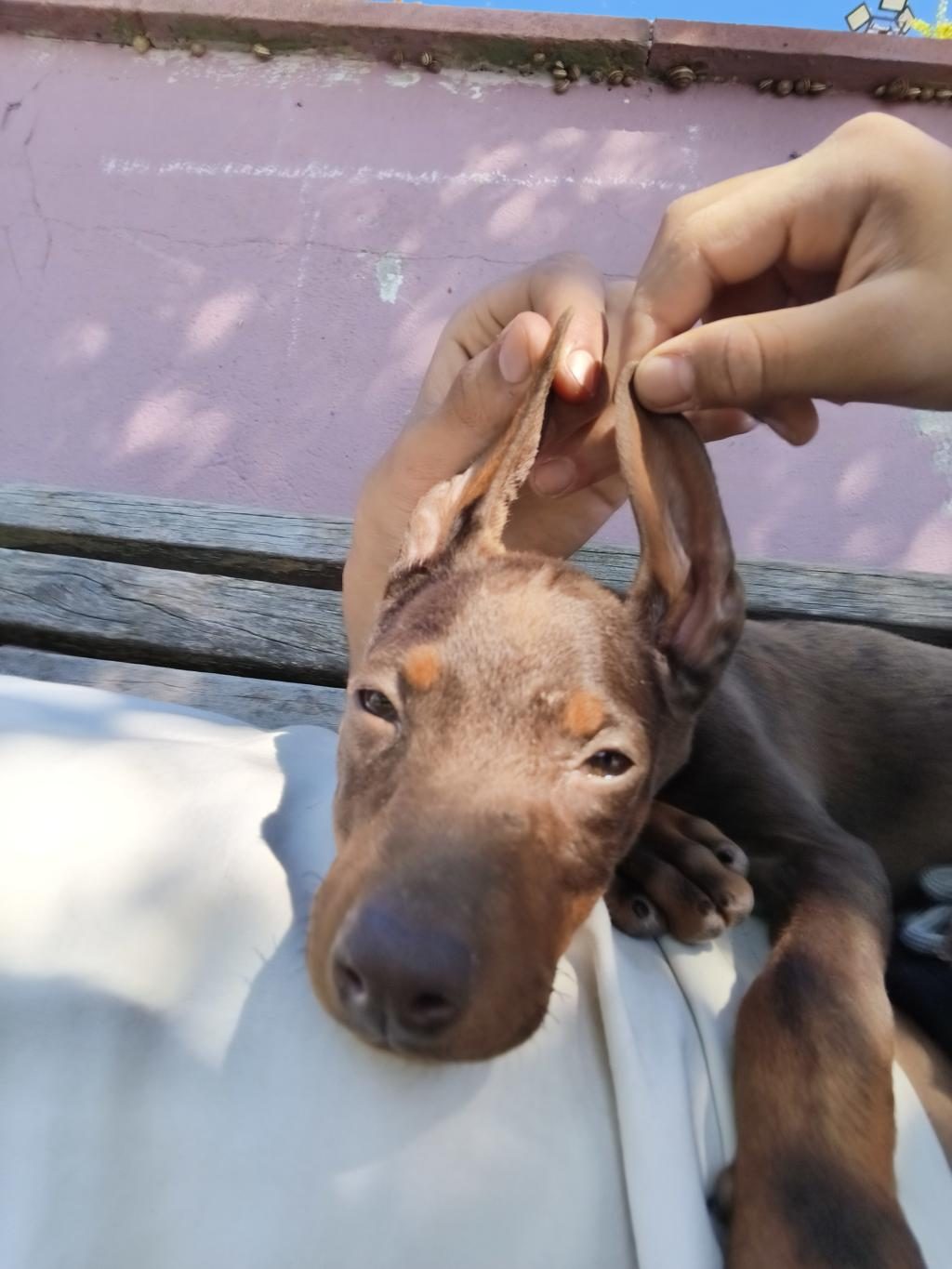 KIZIL DOBERMAN