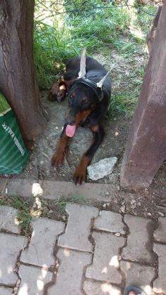 DİŞİ ERKEK SECERELİ SECERESİZ DOBERMAN YAVRULARI MEVCUTTUR