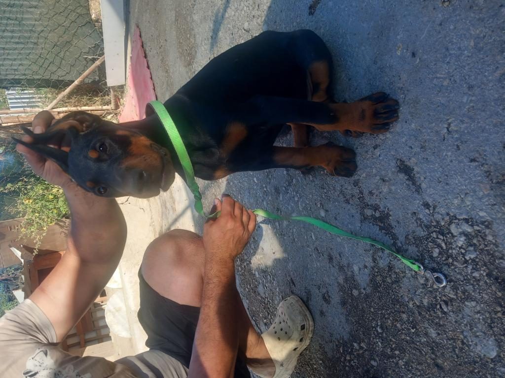 DİŞİ ERKEK SECERELİ SECERESİZ DOBERMAN YAVRULARI MEVCUTTUR