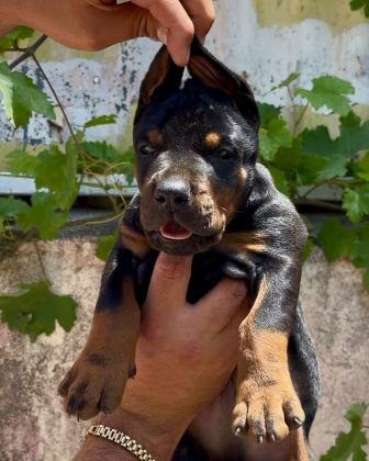 A ŞECERELİ ANNE VE BABADAN ÜST DÜZEYDE KALİTELİ DOBERMANLAR