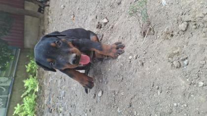 A ŞECERELİ ANNE VE BABADAN ÜST DÜZEYDE KALİTELİ DOBERMANLAR