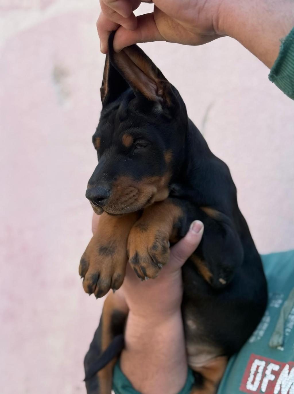 A ŞECERELİ ANNE VE BABADAN ÜST DÜZEYDE KALİTELİ DOBERMANLAR