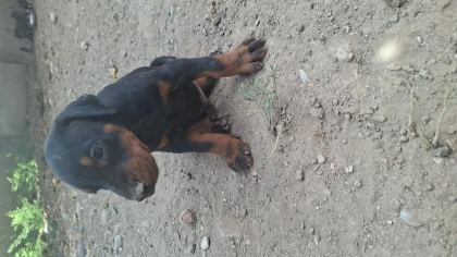 A ŞECERELİ ANNE VE BABADAN ÜST DÜZEYDE KALİTELİ DOBERMANLAR