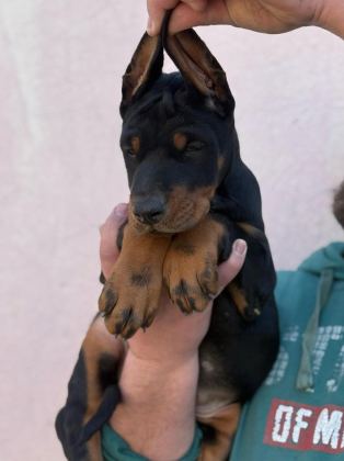 A ŞECERELİ ANNE VE BABADAN ÜST DÜZEYDE KALİTELİ DOBERMANLAR