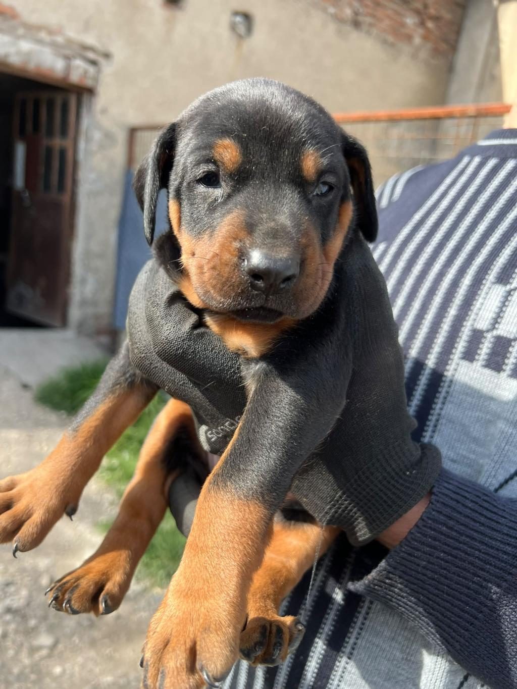 SAFKAN DOBERMAN YAVRULARI