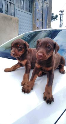 SAFKAN DOBERMAN YAVRULAR