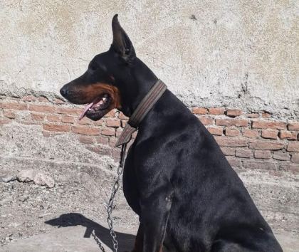 SAFKAN DOBERMAN YAVRULARI