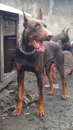 SAFKAN DOBERMAN YAVRULARI