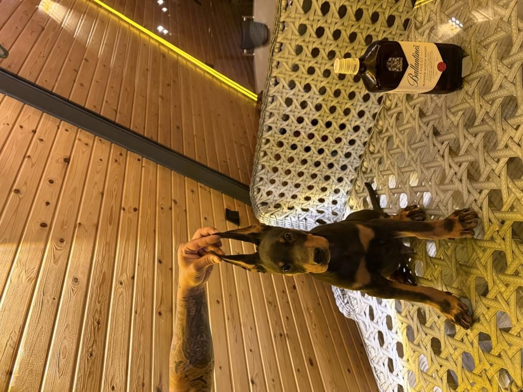 SAĞLAM DOBERMAN YAVRUSU ERKEK