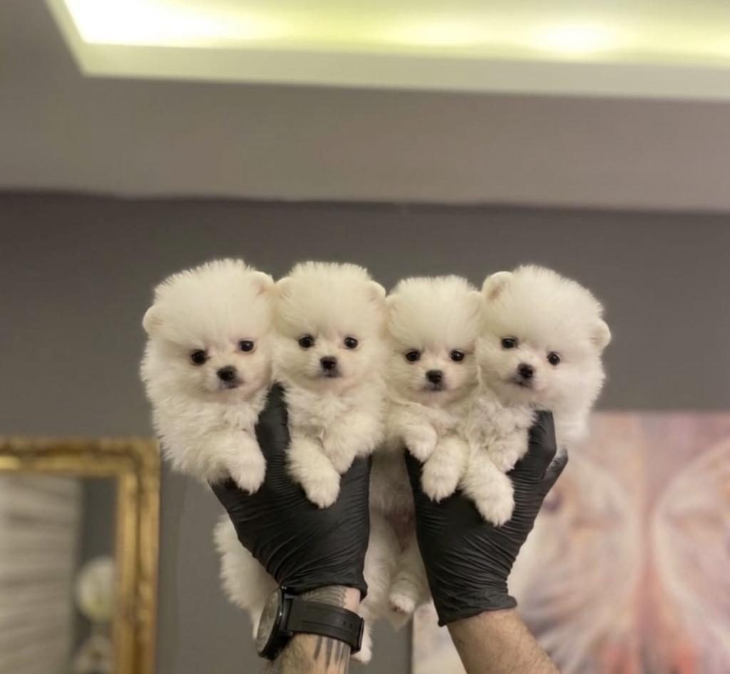 POMERANİAN BOO DİŞİ ERKEK