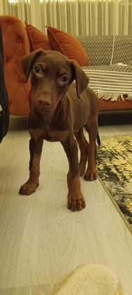 DOBERMAN YAVRULAR DİŞİ VE ERKEK