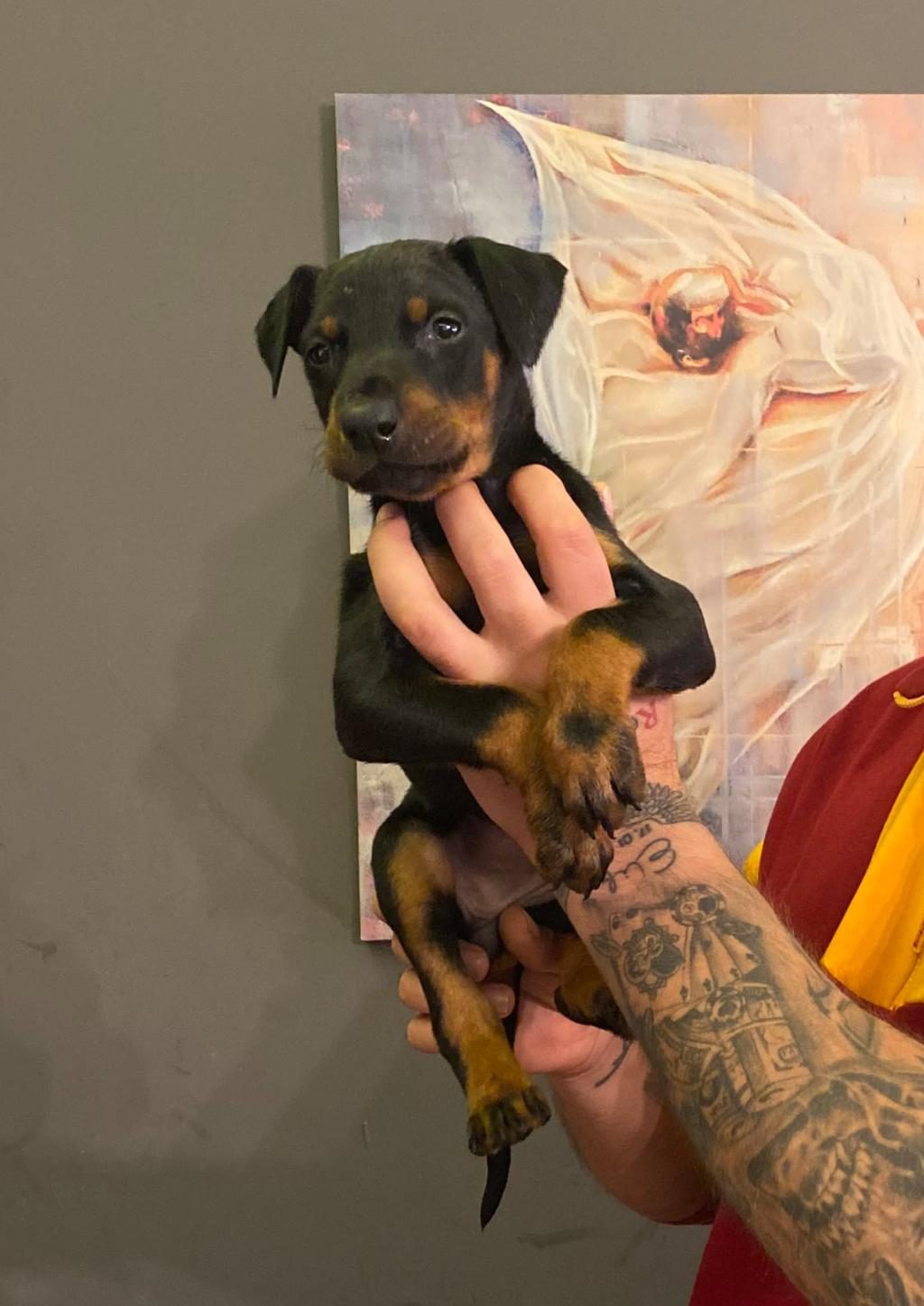 DOBERMAN YAVRULAR DİŞİ VE ERKEK