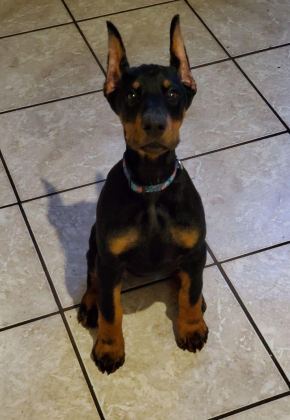 DOBERMAN YAVRULAR