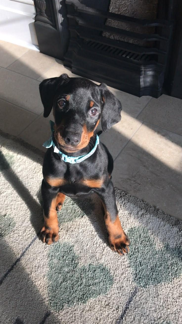 DOBERMAN YAVRULAR