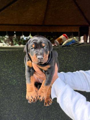 EUROPEAN DOBERMAN YAVRULAR