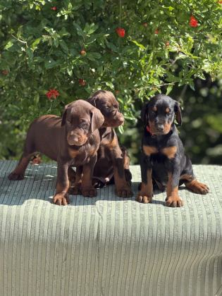 EUROPEAN DOBERMAN YAVRULAR