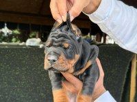 EUROPEAN DOBERMAN YAVRULAR