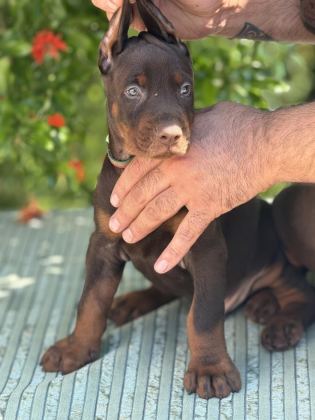 EUROPEAN DOBERMAN YAVRULAR