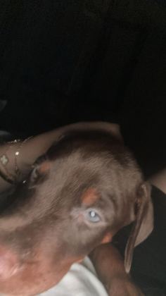 SAFKAN KIZIL YAVRU DOBERMAN