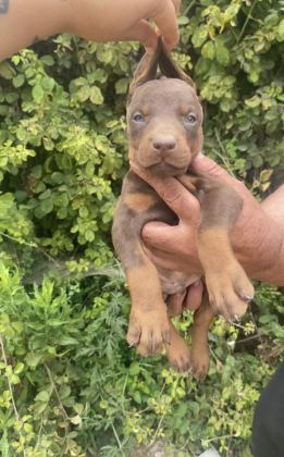 SAFKAN KIZIL YAVRU DOBERMAN