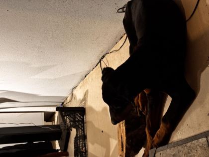 5 AYLIK DOBERMAN