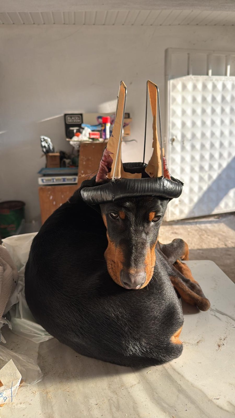 5 AYLIK DOBERMAN