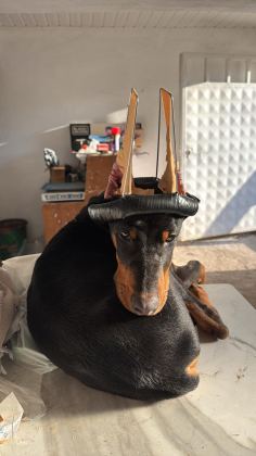 5 AYLIK DOBERMAN