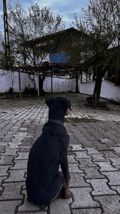 5 AYLIK DOBERMAN