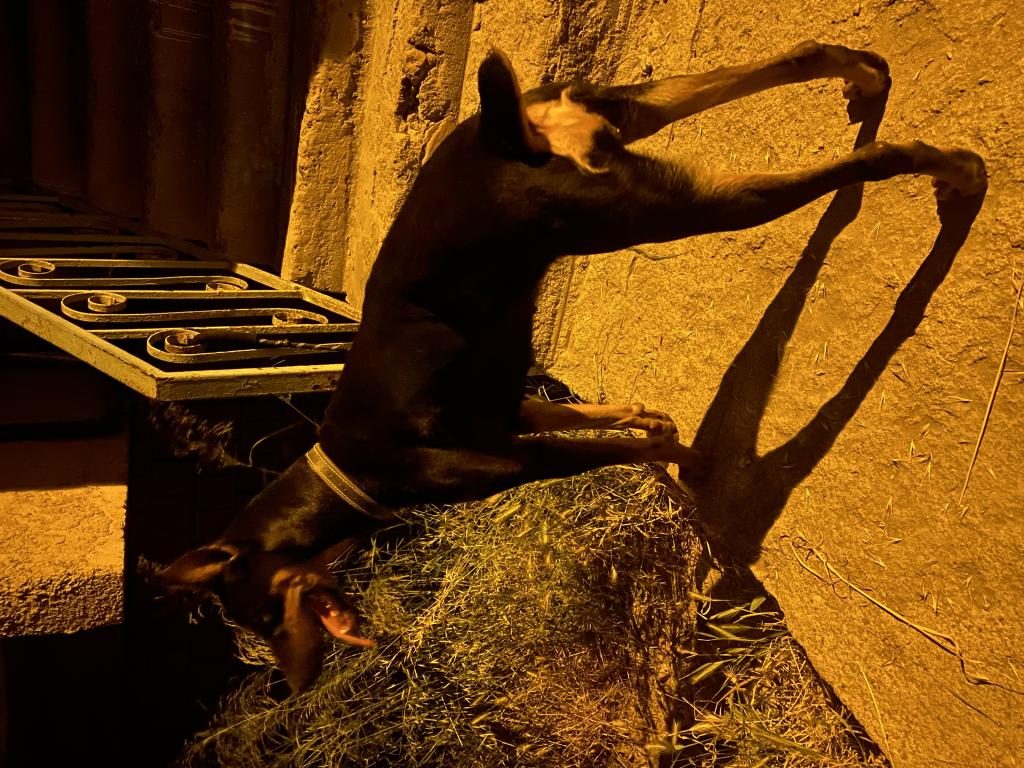 14 AYLIK DİŞİ DOBERMAN