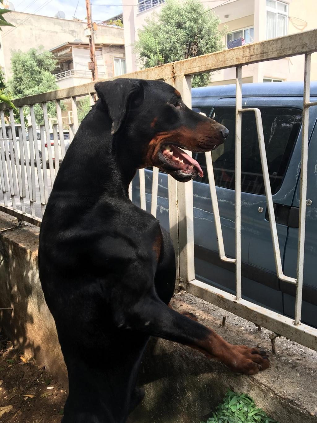 ERKEK EUROPEAN DOBERMAN MAYBACH