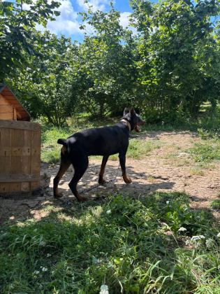 1 YAŞ ERKEK DOBERMAN