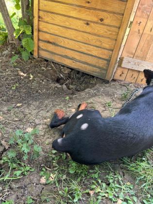 1 YAŞ ERKEK DOBERMAN