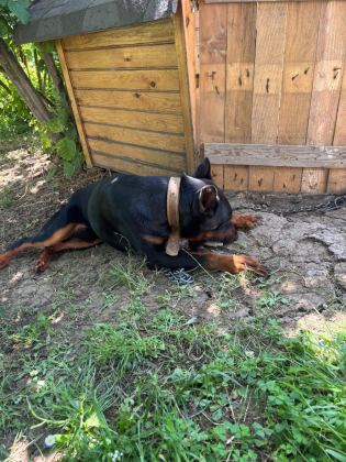 1 YAŞ ERKEK DOBERMAN