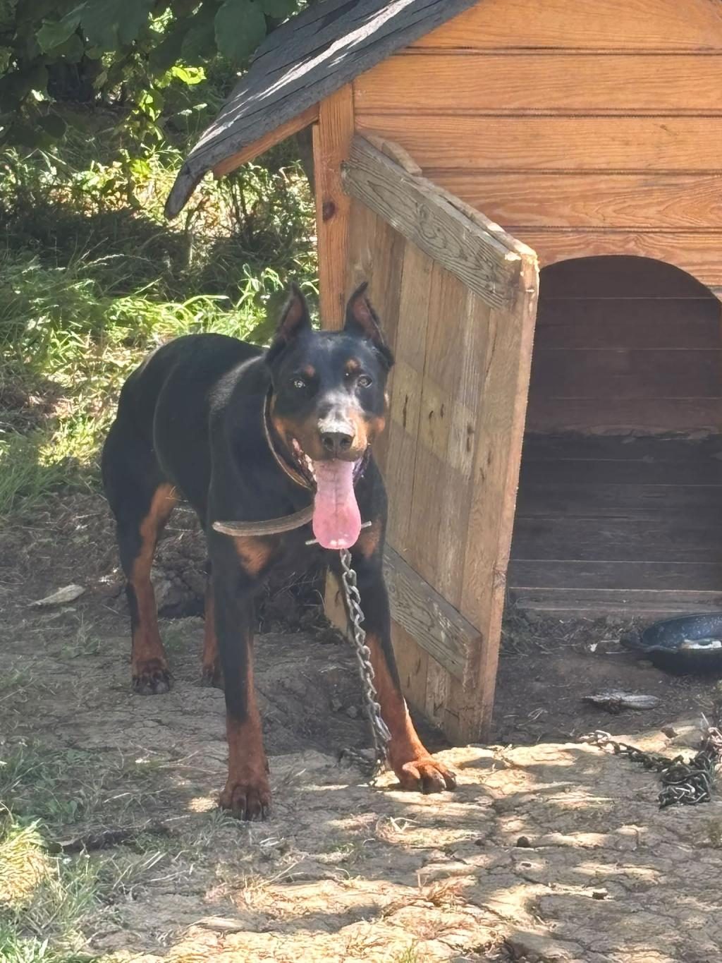 1 YAŞ ERKEK DOBERMAN