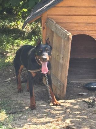 1 YAŞ ERKEK DOBERMAN